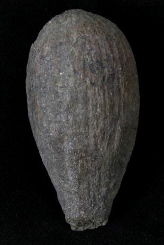 Cretaceous Palm Fruit Fossil - Hell Creek Formation #22754